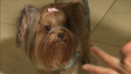 “애완동물 의료 사고, 위자료 지급” 이례적 판결