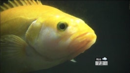 동강, 천연기념물 ‘황쏘가리’ 서식지 보호 절실