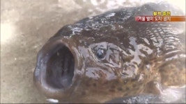 [활력충전] 동장군 잡는 겨울철 ‘못난이 생선’