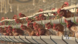 올 봄 고병원성 조류 인플루엔자 발생 가능성 높아