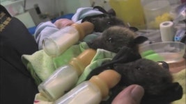 횟집 물고기 도난 사건 ‘범인은 수달’