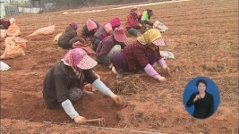 농산물도 ‘황토’ 바람…약제로도 활용