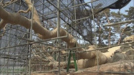 천연기념물 ‘왕소나무’ 고사 위기