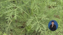 개똥쑥 ‘관심 집중’…“항암 효과 탁월”