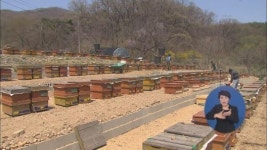 경기 침체로 ‘꿀’ 재고 산더미…양봉 산업 위기