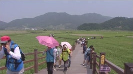 ‘갈대도 신록의 계절’ 또 다른 매력 초록빛 순천만