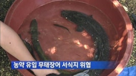 농약 유입 무태장어 서식지 위협