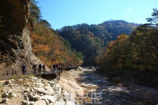 단풍 든 고향 찾아 온 연어를 만나는 곳, 양양 남대천
