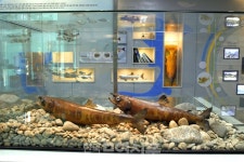 단풍 든 고향 찾아 온 연어를 만나는 곳, 양양 남대천