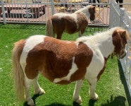 골든쌔들 승마클럽, 다양한 승마프로그램으로 승마 대중화에 앞장