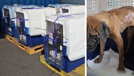 펫에어라인, 산불 피해 구조견 항공 운송 지원