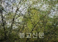 대나무숲으로 조성한 최초의 도량 죽림(竹林)정사
