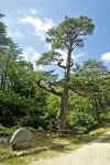 금강송림(金剛松林) 지나 부처님 그림자(佛影寺) 따라가다