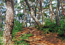 [여태동 기자 사찰숲길을 거닐다]  공주 마곡사 백범 명상길