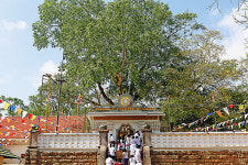 [新불국기 : 바다를 건넌 불교] <3> 부처님 치아사리와 보드가야의 보리수가 당도하다