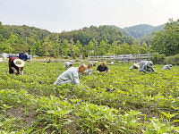 [전법의 중심 교구] 사찰보다 지역…대사회 회향 주력하다, 16교구 고운사(上)