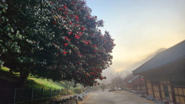 동백꽃 추억을 담다…선운사 사진 공모전 수상작 공개