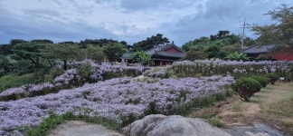 문화와 역사가 숨쉬는 봉천사로 꽃구경 오세요