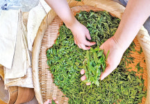   다삼매의 연원을 찾아서<1> 연재를 시작하며