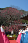 제19교구본사 화엄사, 국가유산 홍매화 축제 개막