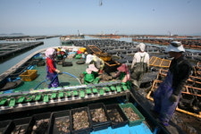 갈꽃섬이 아니라 징검다리 이슬섬이다