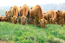 한·중·러 수출활로 개척 방안 마련 … 인도적 지원 넘어 개발협력 차원으로
