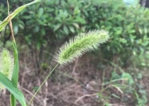 권오길의 생물읽기 세상읽기 -226- 강아지풀