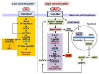 한림대 의과대 생화학교실 박재봉 교수, 연구결과 Redox Biology 게재