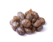 [권오길의 생물읽기 세상읽기 256] 미더덕보다 쫄깃하고 맛이 월등히 좋은 오만둥이