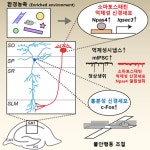 DGIST 뇌‧인지과학전공 고재원‧엄지원 교수 공동연구팀, 불안행동을 조절하는 뇌 속 시냅스 단백질의 작동 원리 규명