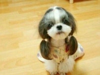 아이유 닮은 개, 양갈래 머리에 청순한 표정 ‘똑 닮았네’