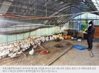 경남 고성서 AI 의심신고 접수…양성 판정