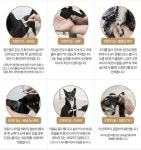 미세먼지 쌓이는 강아지와 고양이 피부, 올바른 샴푸법으로 관리