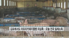 김포에서도 아프리카돼지열병 의심축…오늘 전국 일제소독