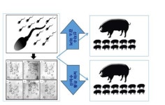 돼지 인공수정·탄소섬유 난방…농식품 우수 R&D 10건 선정