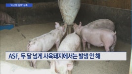 체계적 ASF 대응능력 갖춘다…시스템 방역 구축