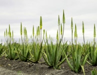 유니베라, 알로에 세계일류상품 18년 연속 선정