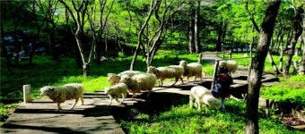 KH그룹 알펜시아 리조트, ‘숲속의 동화’패키지 출시