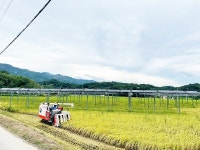 [르포]태양광도 수확하니 농가 수익 5배 영농형 태양광, 어려워진 농촌 대안