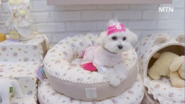 럭셔리 펫 패션·펫 뷰티 성장…시장 선점 분주 [프리미엄 펫시장 下]