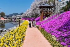 꽃잔디, 수선화, 튤립까지…순창 양지천의 화려한 변신
