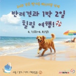 반려견과 함께 강릉으로 힐링여행…강원관광재단, 체류형 관광상품 출시