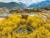 ‘제27회 구례산수유꽃축제’ 오는 14일 개막