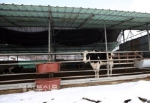 사료값 천정부지 농민마음숯덩이