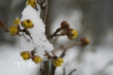 늙지도 않고 더 어려진 얼굴로 봄 마중…데이트 코스도