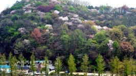 산벚꽃 활짝