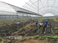 수확한 배추로 따뜻한 연말 선물하고 싶어요