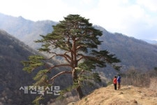 지리산 고지대서 유일하게 사는 남원 산내면 와운마을 천연기념물 424호 천년송