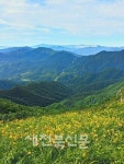 덕유산국립공원 무룡산일원에 원추리 만개