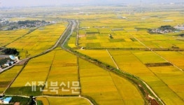 황금색 들녘으로 물든 김제지평선평야